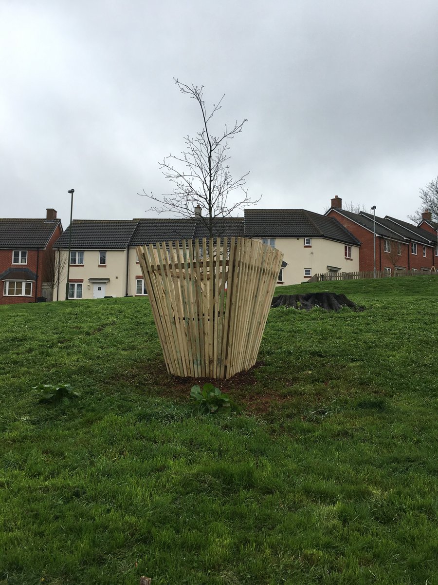 benhiline's tweet photo. @hilinesw supplied and #planted this lovely #Oak #tree for a #greenspace @hellosanctuary housing scheme in #Torbay #communtiesweek17 #Devon https://t.co/6kbhR5JEHB