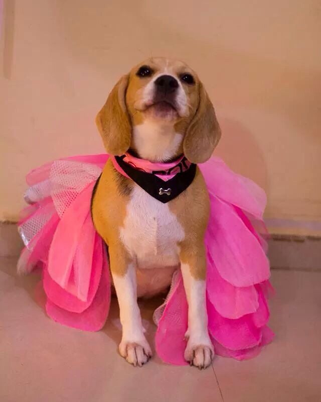 Poojaadvani_DDW's tweet photo. We're all set for the party! #dogslife #dogtweets #cute #pink #dolledup #allset #begel https://t.co/J4i2SkyNxQ