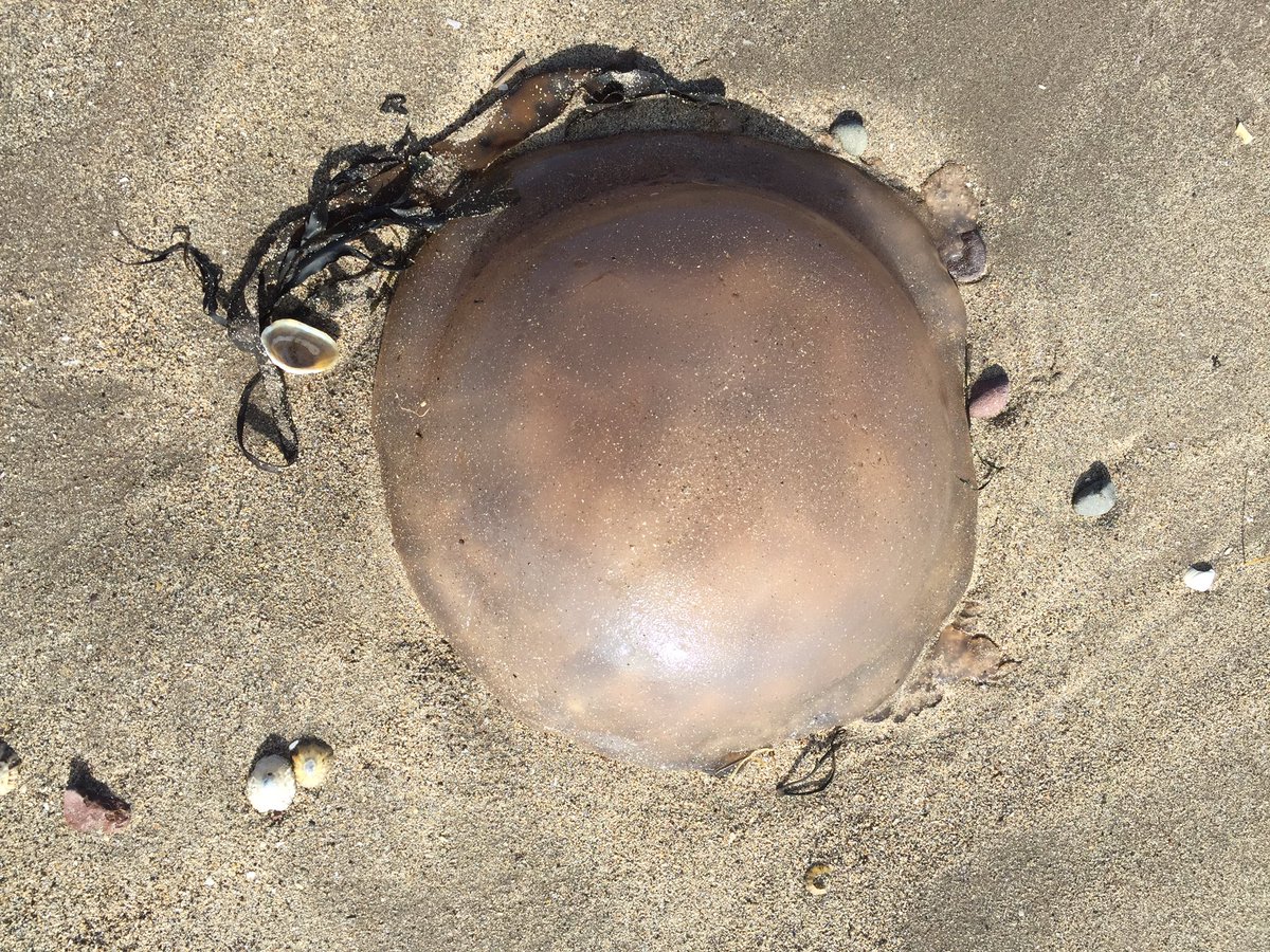 CavapoochonBob's tweet photo. Huge jellyfish at Lady Bay today @WildSeasonsDG #WildSpring https://t.co/f090v3cuyL