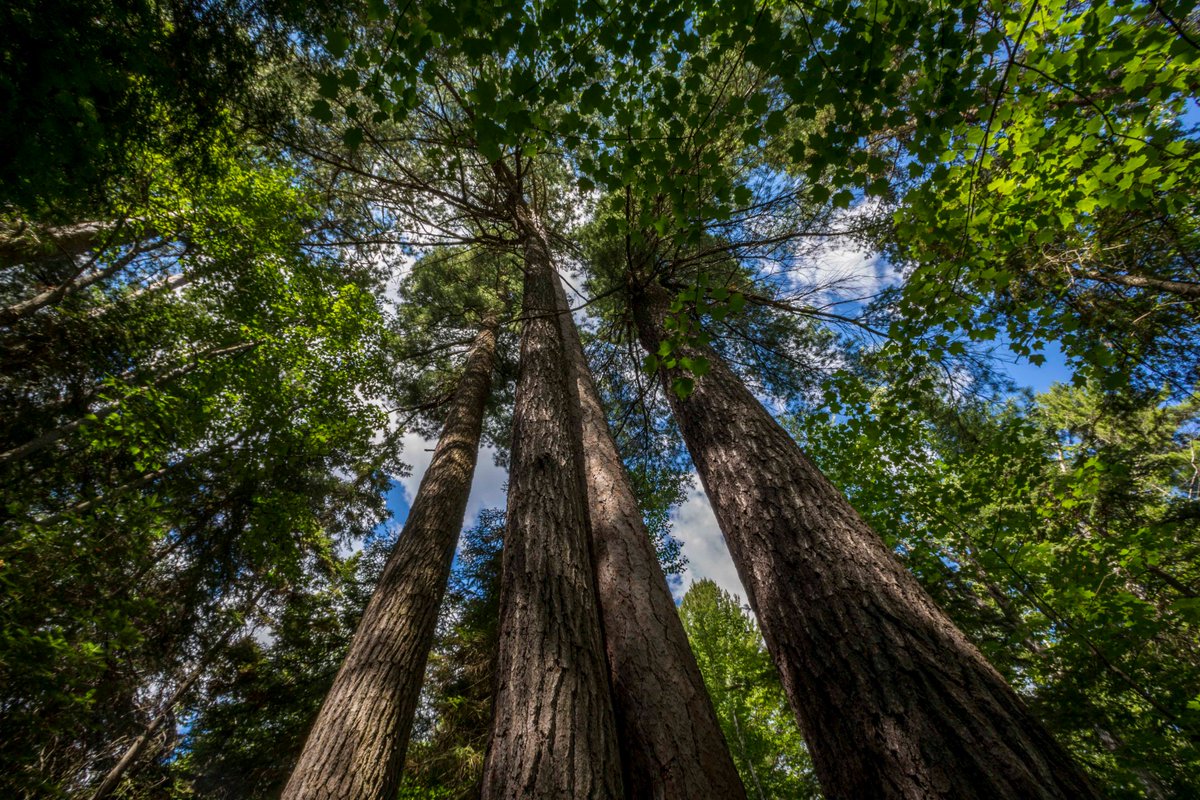 OntarioParksNE's tweet photo. #InternationalDayofForests: The ancient pine forest in #ObabikaRiverPP is one of Canada's largest https://t.co/Bh5REYUEST #TemagamiTuesday https://t.co/pneNkYOVU5