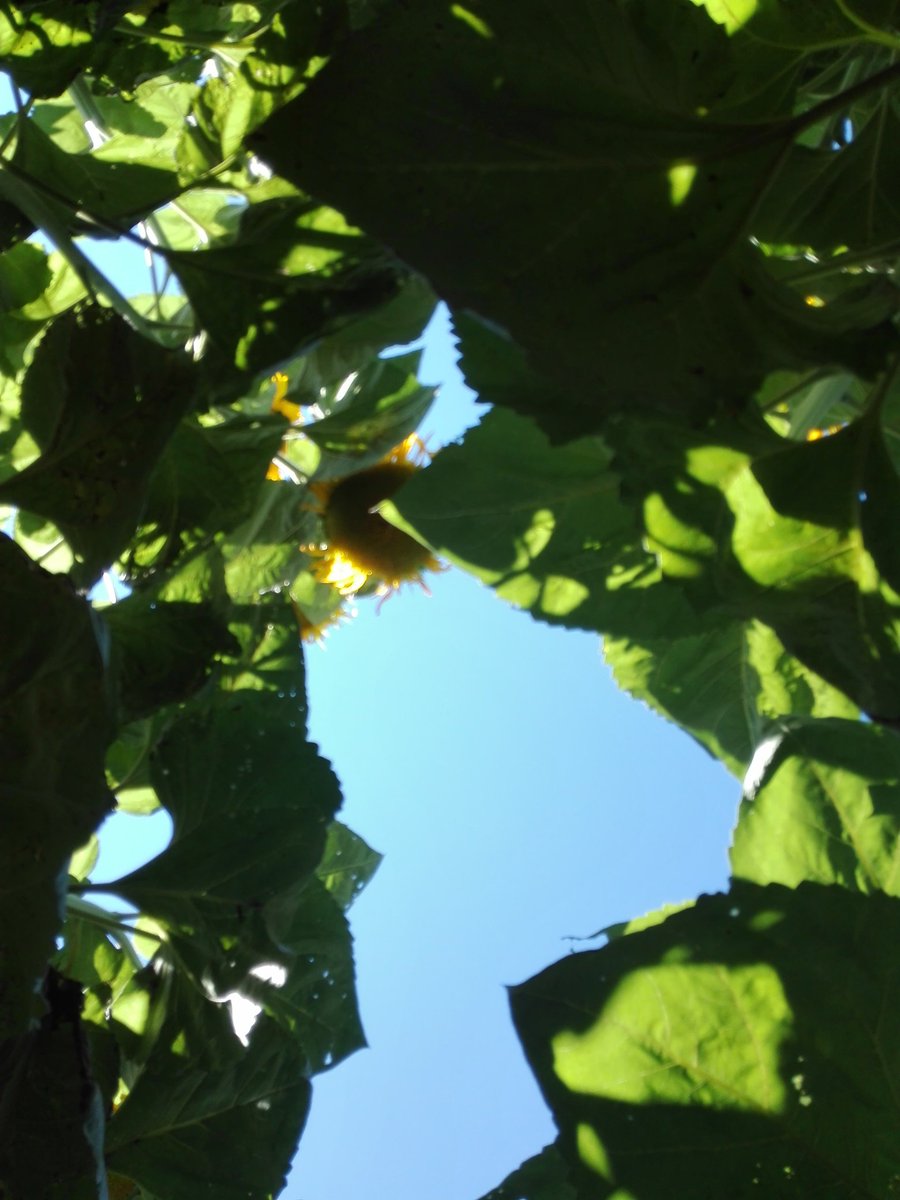 cbdemilo's tweet image. Lieing on my Back in a Sunflower field!