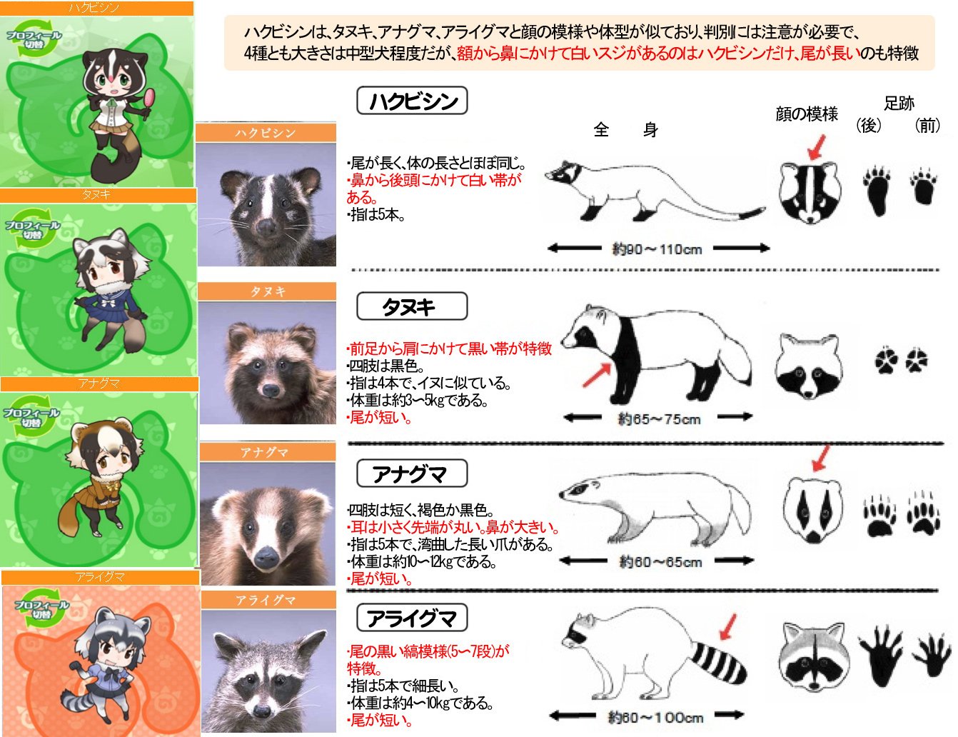 草 on X: あっあれってハクビシン タヌキなのんっ アライグマでしょ アライさんなのだっ！ #けものフレンズ #けもフレ #けものフレンズ考察班  t.coXATFLt7BjB  X