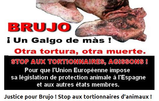 PLEASE SIGN! Justice for galgo Brujo - hung, then burned alive. Petition the EU to stop animal abuse #DiaDelGalgo #Galgos #Podencos bit.ly/2mQrY1l