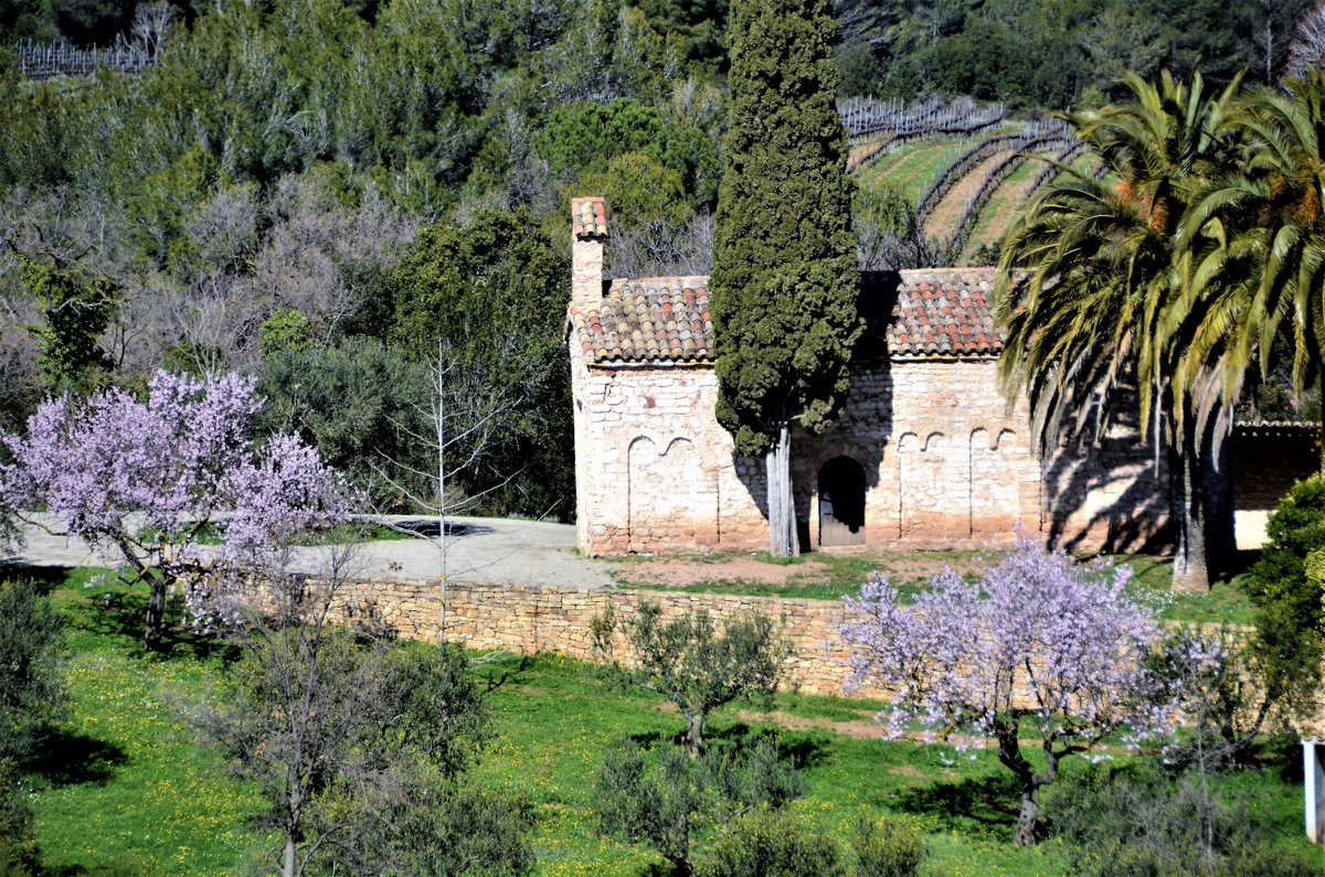 MariaRosaFerre's tweet photo. Primavera i romànic a Santa Margarida d'Agulladolç @ajmediona Fotos @MariaRosaFerre @bcnmoltmes @patrimonigencat @catexperience @CulturaDIBA https://t.co/3Dkb7d4uGp