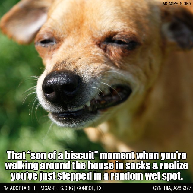 MCASPets's tweet image. Been there... stepped in that! 😂 #PetParentProblems facebook.com/MCASTX/photos/… #OptToAdopt