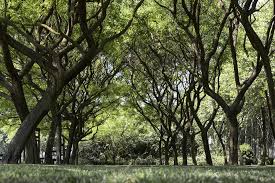 GogreenHorizon's tweet photo. #keytopic @FrontPsychol Psychological #Wellbeing and #MentalHealth Benefits of Nature-Based Experiences https://t.co/t0Nptg7TM6 https://t.co/tm50oI47Yi