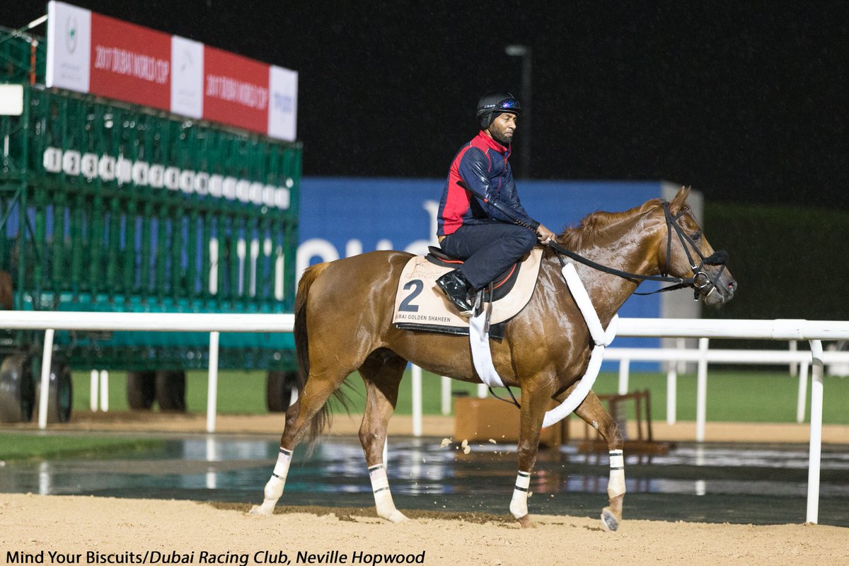 theTDN's tweet photo. Mind Your Biscuits (Posse) blew out 400m in :22.20 this morning in his final serious move before Saturday's G1 Dubai Golden Shaheen. https://t.co/ngyJS9aVG4