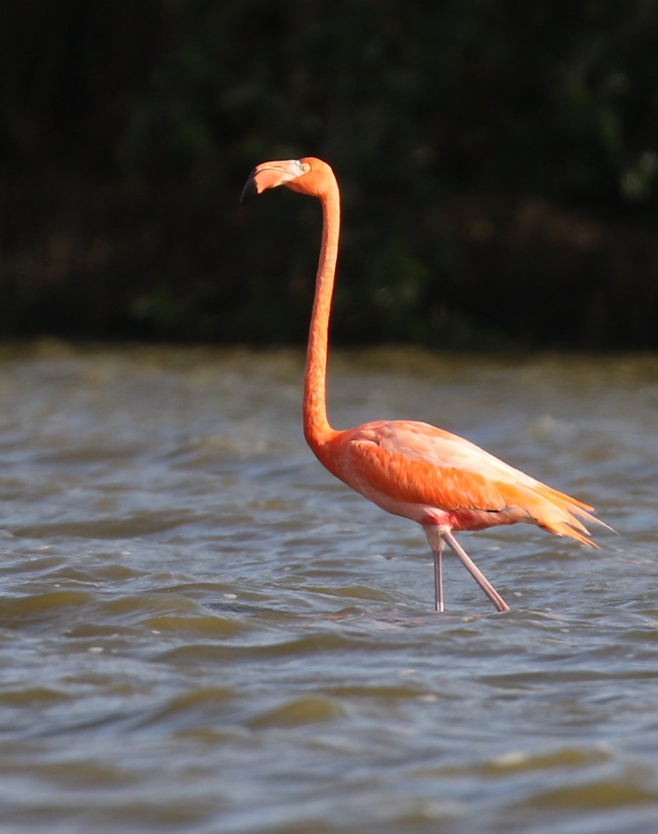 klaastexel's tweet image. De Caribische Flamingo (American Flamingo) is toch meer oranje dan roze? Het blijven schitterende beesten! @birdingbreaks @ExperienceSu