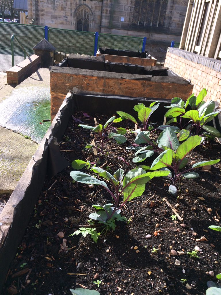 Cabbages growing in the raised beds made in our Mesters workshop #TimeBuilders