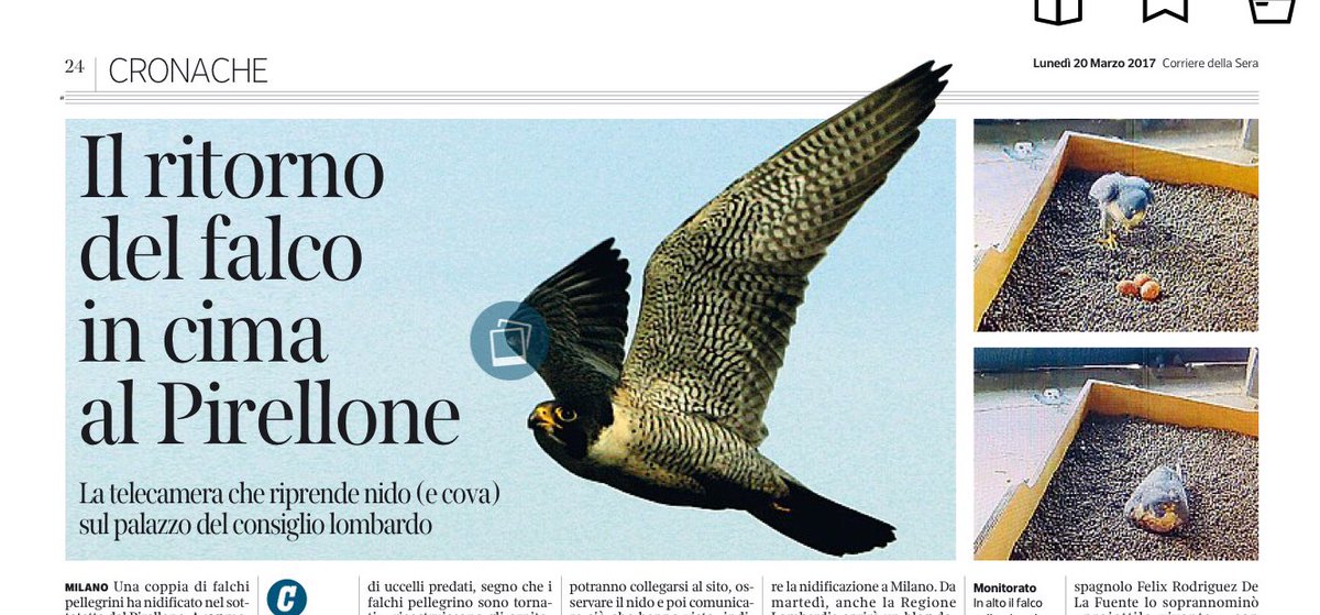 Hashtag Falcopellegrino Sur Twitter