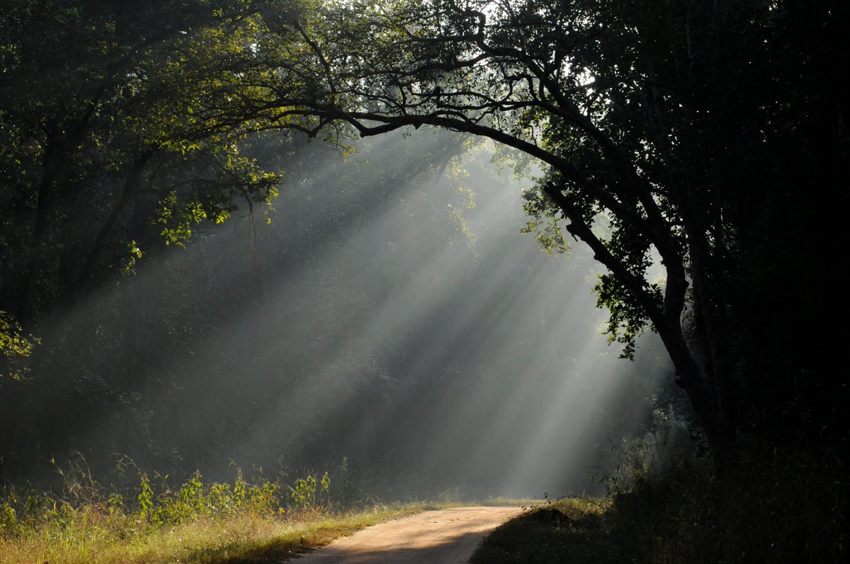 planetwildlife tweet picture