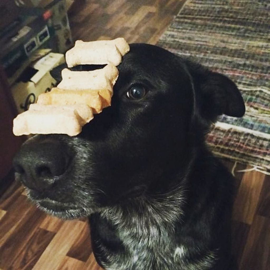 SWLondonDogs's tweet image. Has anyone got a dog that can compete with Howard?! #regram  @moderndogmag
.
Good looks an… ift.tt/2nGpWoQ