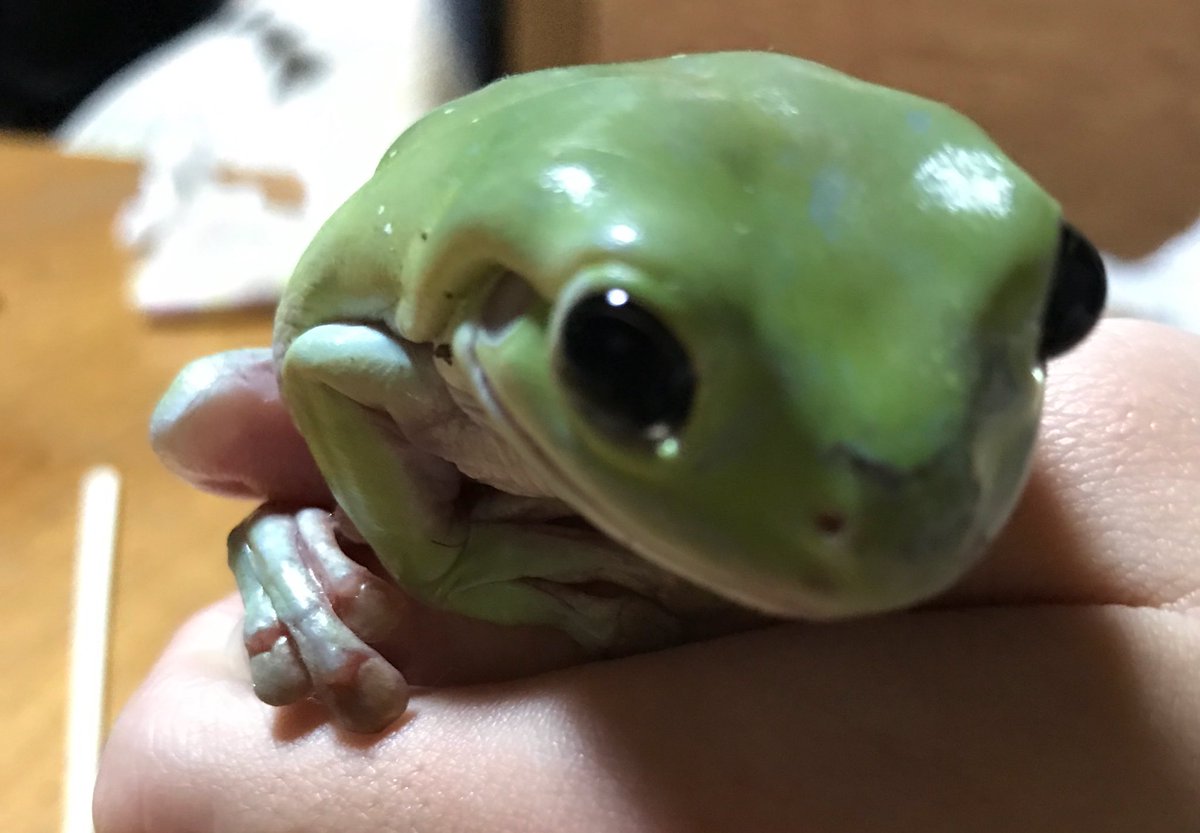 Twitter 上的 えり 大好き 本日はヒキガエルとイエアメのご飯の日 明日は息子の卒業式だから晩ご飯を早めに終わらせ カエルﾁｬﾝらのご飯の時間はごゆるりと 笑 ヒキさんズもイエアメさんもよく食べました ご飯の時もイエアメさんのお目目は真っ黒でまん丸