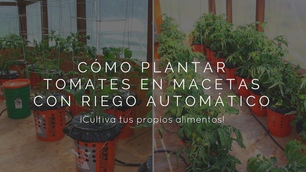 agroalimentando's tweet photo. Cómo plantar tomates en macetas con riego automático https://t.co/i6wZsr7iEP https://t.co/ZC2gkZQZY8