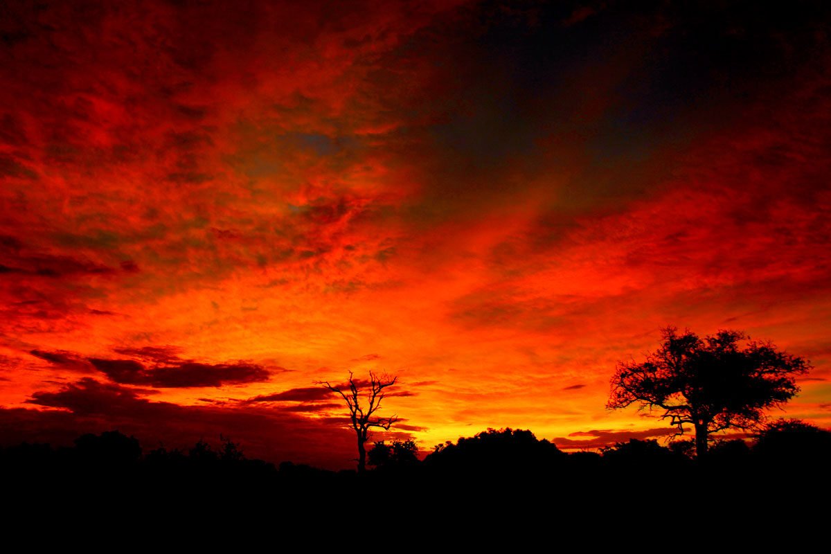 JourneysEditor's tweet photo. Beneath a blood-red sky in Sabi Sands.

#Africa  #SouthAfrica https://t.co/sMgxhHKVWQ