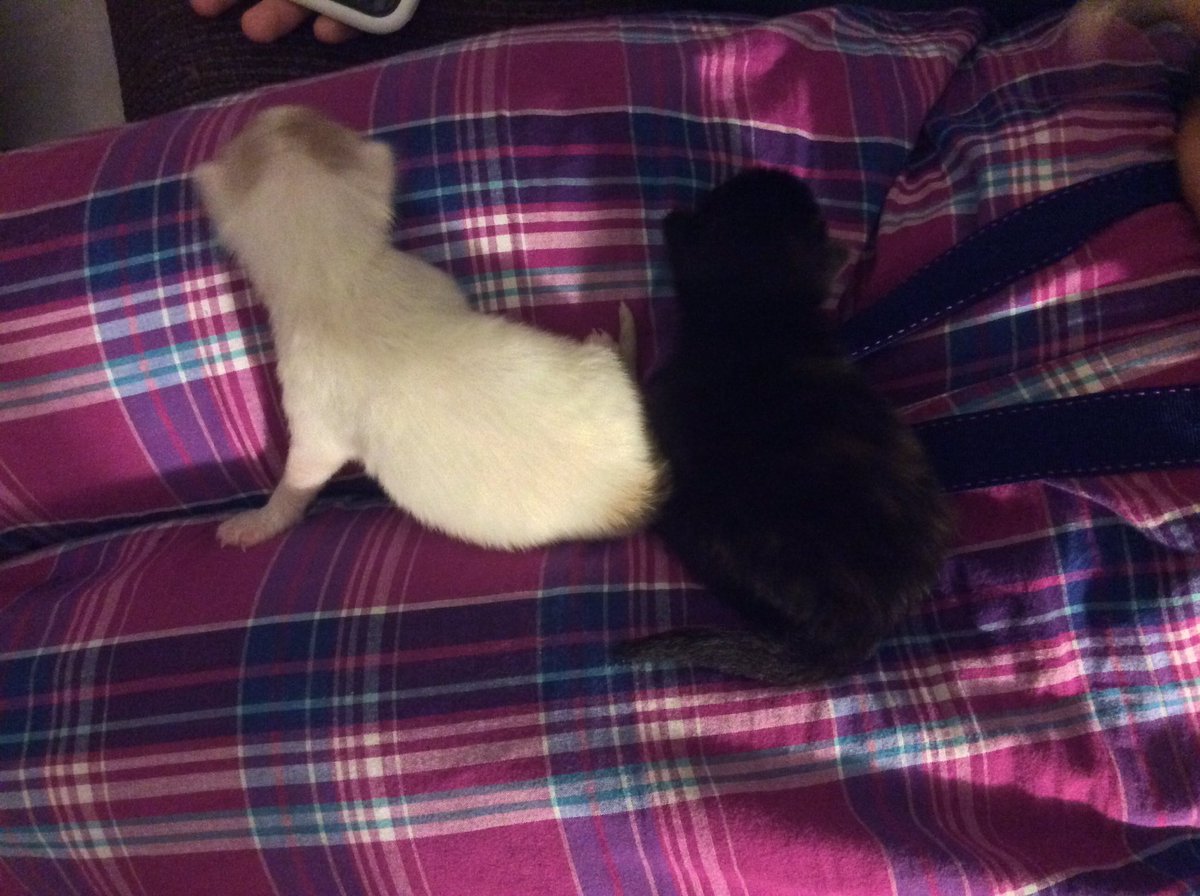 America63276964's tweet photo. Here are the both kittens together there both sisters https://t.co/FYE4YAsbW9