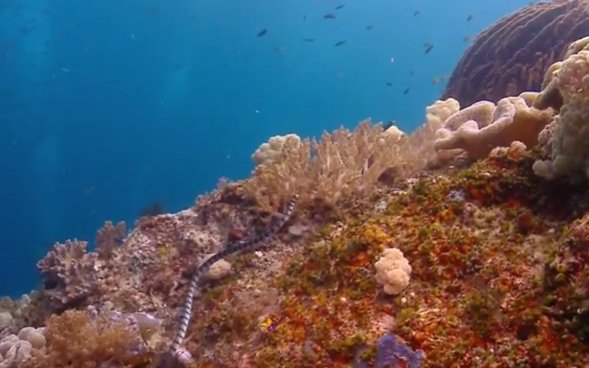 .<a href="/101vision/">101VISIONS</a>'s new documentary shows how #ecotourism protects the world's most diverse #marine ecosystem: ow.ly/y3aV30a6Eq4