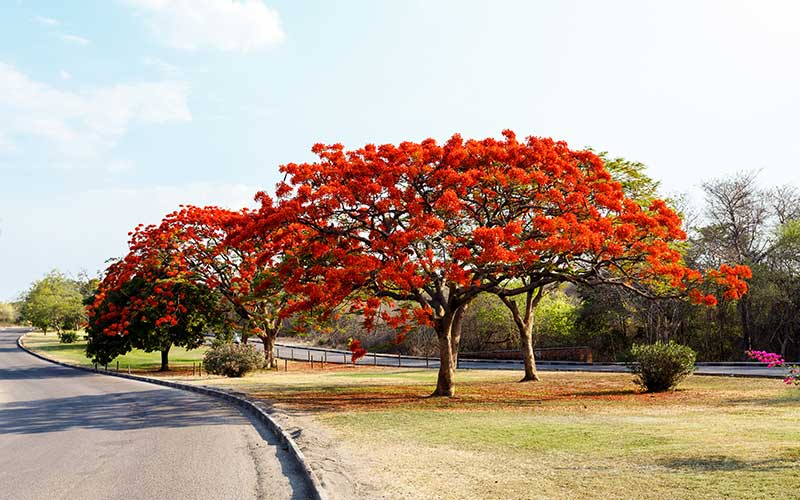BlandonJose's tweet photo. 3. Queremos sembrar especies nativas, aptas para entornos urbanos y que embellezcan la Ciudad: como guayacanes, flamboyanes y jacarandas. https://t.co/ZPCem1IoLo