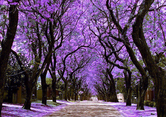 BlandonJose's tweet photo. 3. Queremos sembrar especies nativas, aptas para entornos urbanos y que embellezcan la Ciudad: como guayacanes, flamboyanes y jacarandas. https://t.co/ZPCem1IoLo