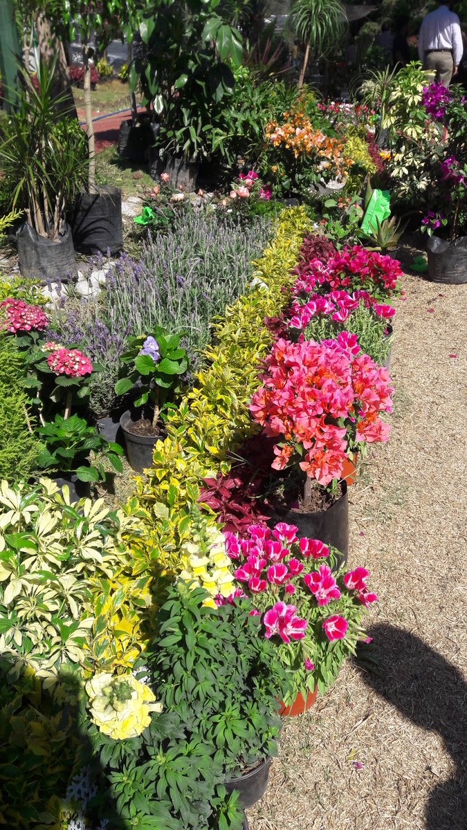 MetrosVerdes's tweet photo. Entre flores... https://t.co/NAFJXmSlY8