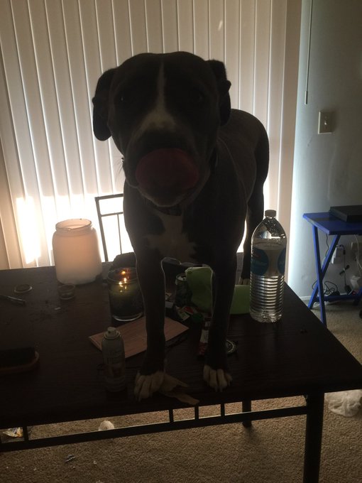 Bruh this dog real life bad af. I leave the house for literally 30 seconds. I come back and this crazy