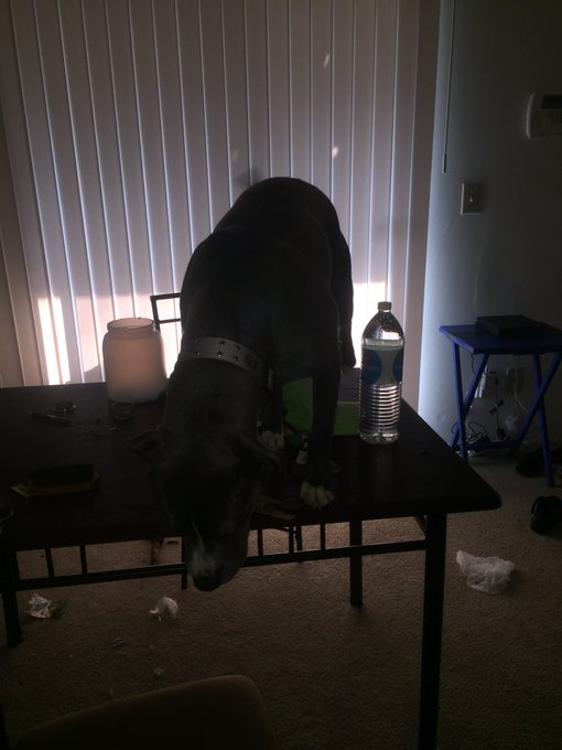 Bruh this dog real life bad af. I leave the house for literally 30 seconds. I come back and this crazy<a href="/tag/stonemountain"class="tags"><span>#stonemountain</span></a>