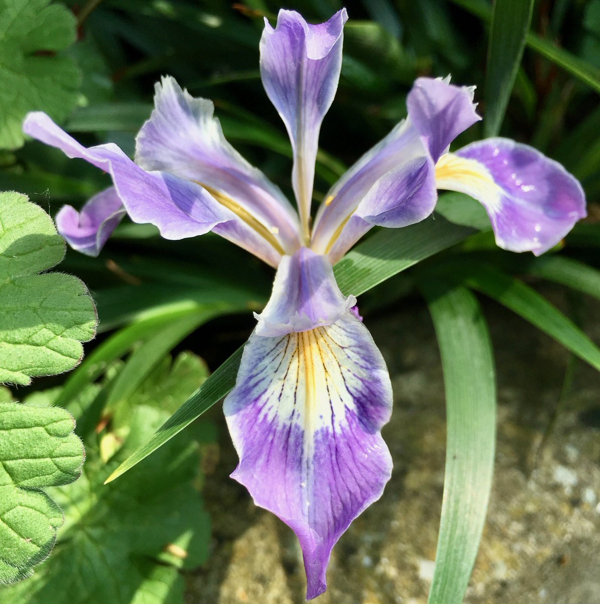 landscapeplus's tweet photo. Make your life a bit easier... 10 Products that'll help you build better gardens - https://t.co/stuLSoqrSt https://t.co/RvWxifykl3