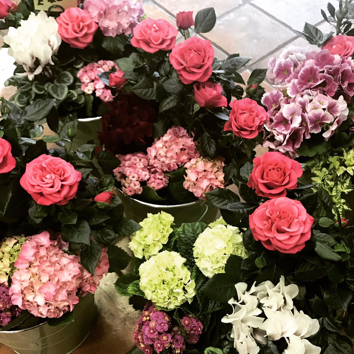 Lilliesofwanstead tweet media