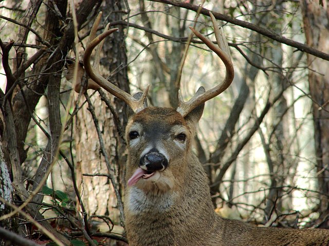 ohpto's tweet photo. #MyIdeaOfHellWouldBe when the trophy buck teases just out of range https://t.co/5VcD4jnOuL