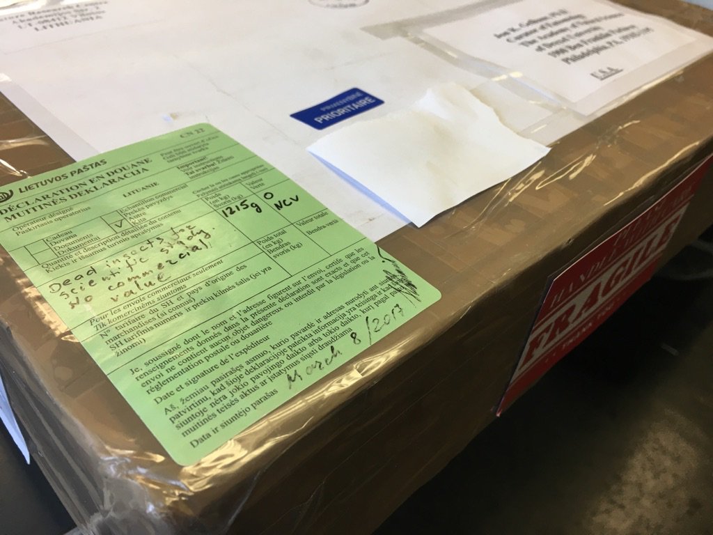 ANSPEntomology's tweet photo. #todayonthetable A package from Lithuania! 

#insectcollection #craneflies #taxonomytuesdays #taxonomy #entomology https://t.co/pZpNwPme08