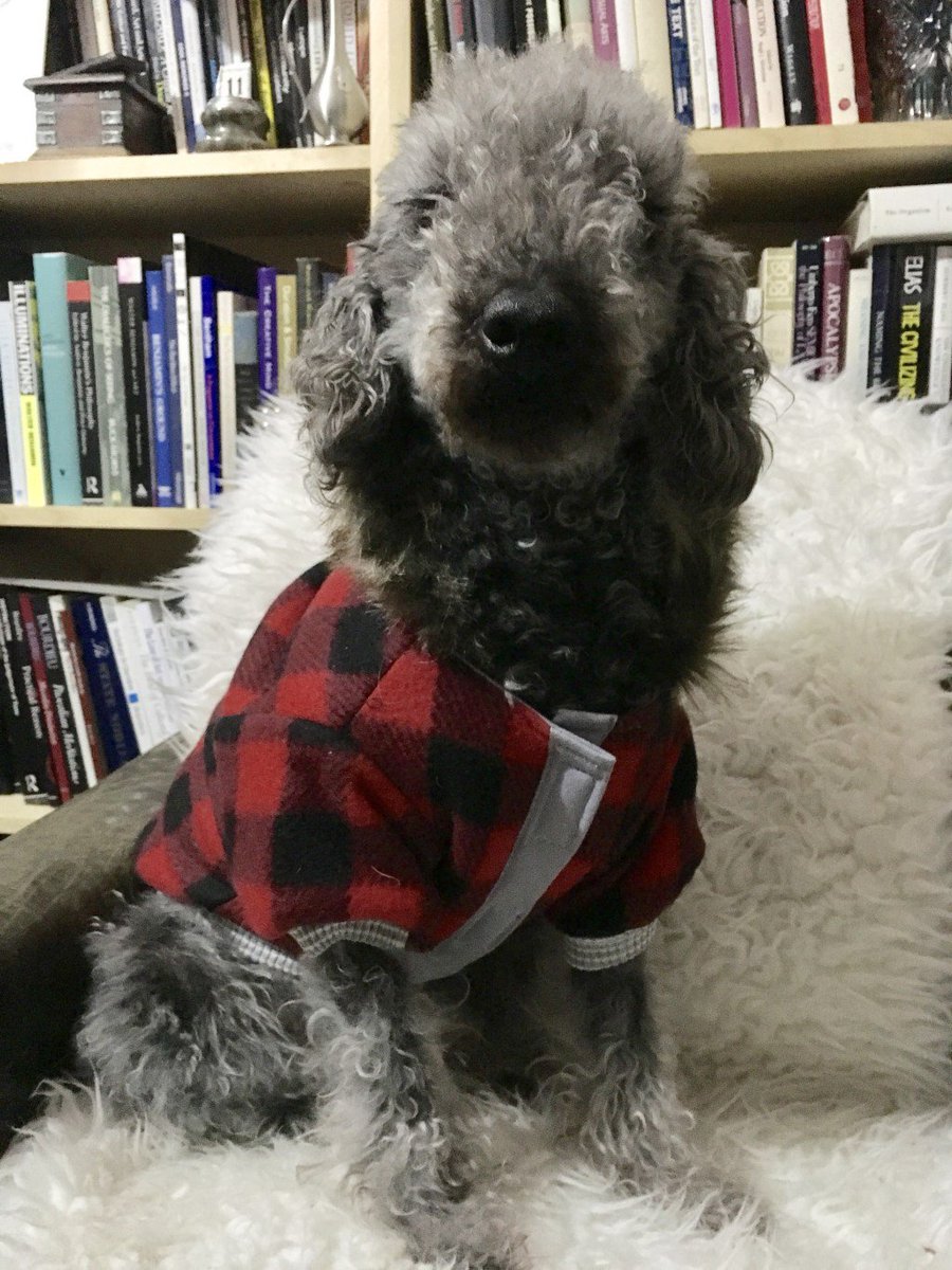 BeThatDog's tweet photo. Huw Wore ItΒ Better! https://t.co/7aaQ9cN34H https://t.co/phlvhDqPHA