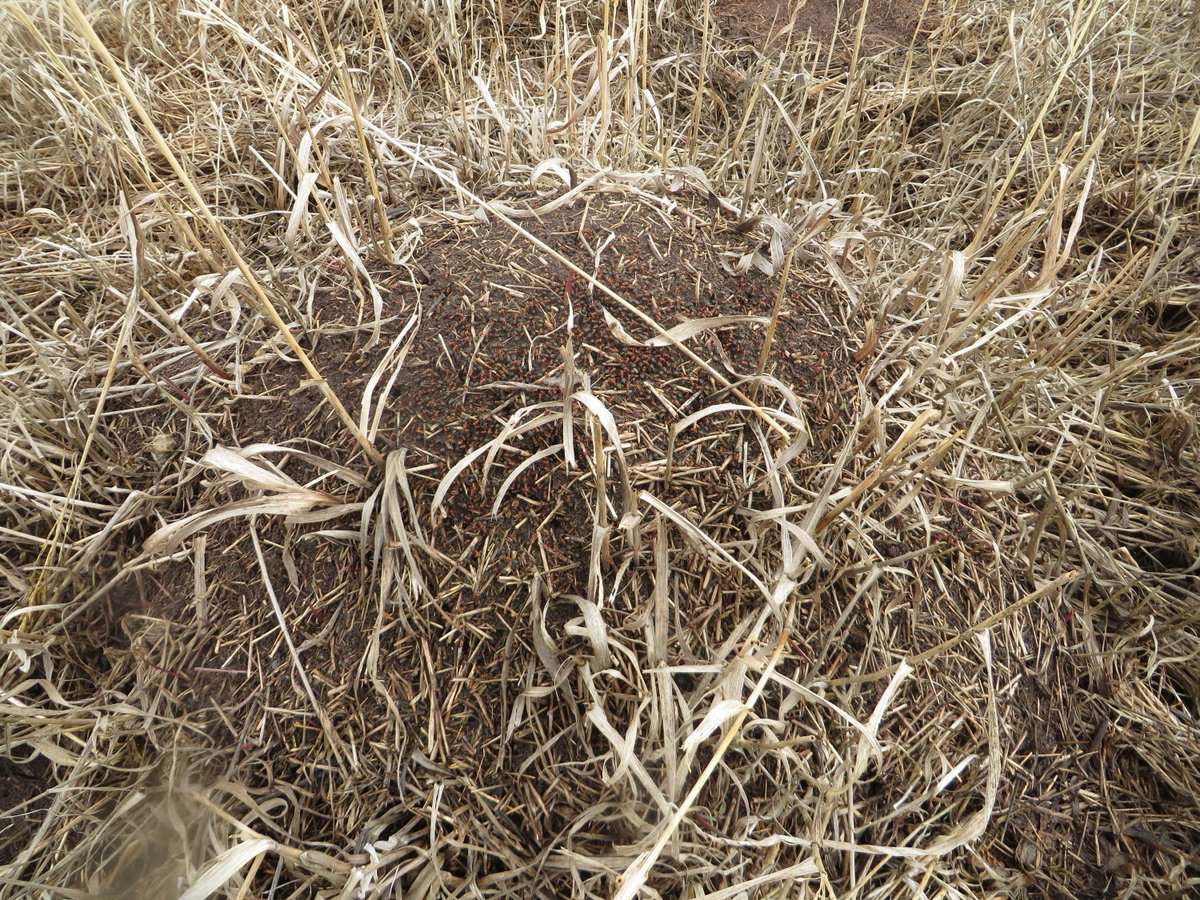 robinspatten's tweet image. Ants have come out of hibernation (yes, they hibernate too). Another sign of #MontanaSpring
