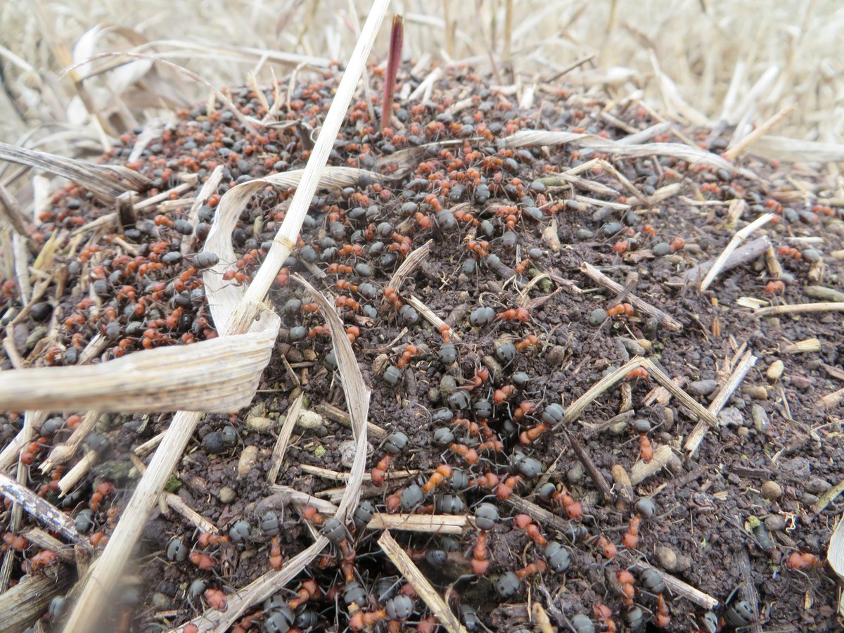robinspatten's tweet image. Ants have come out of hibernation (yes, they hibernate too). Another sign of #MontanaSpring