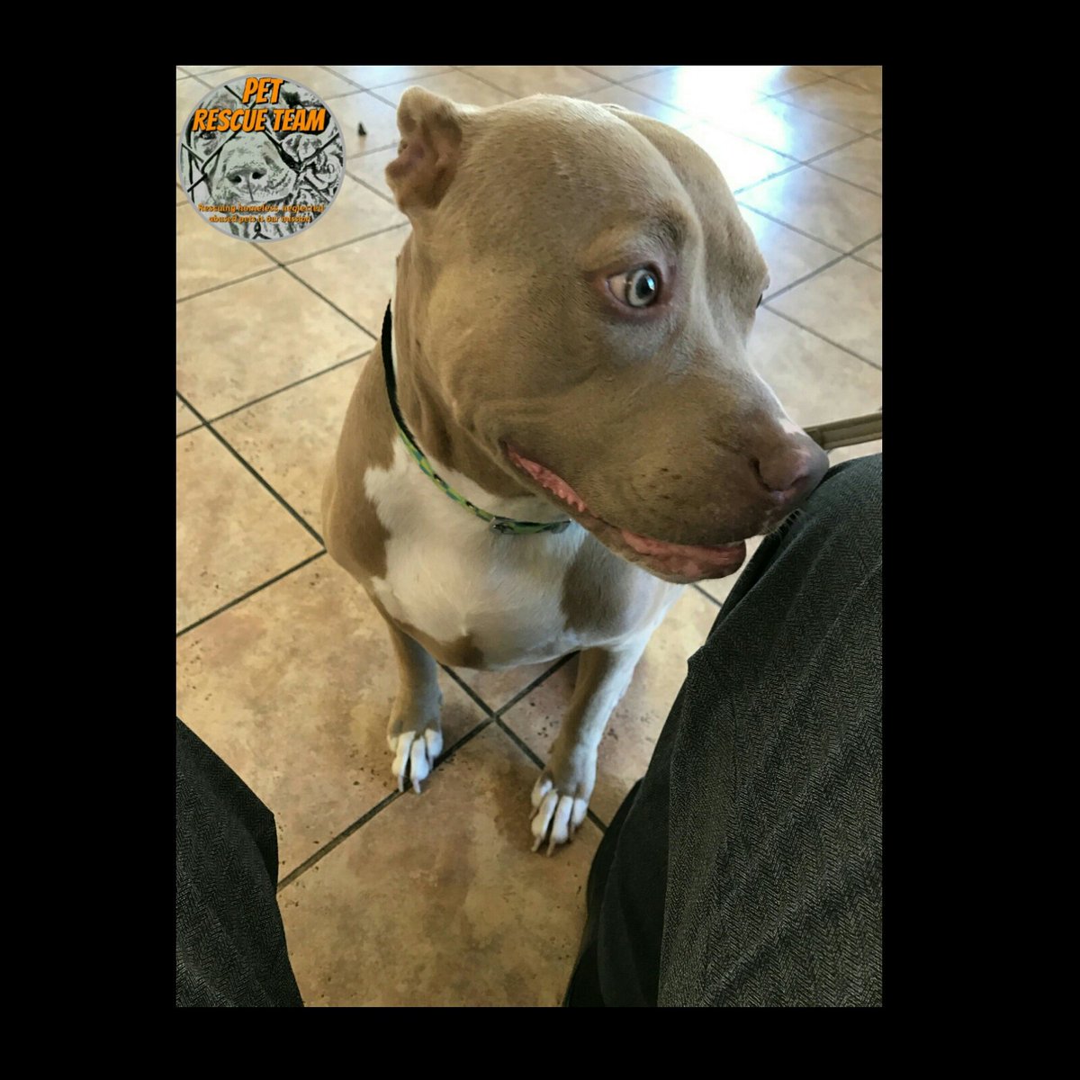 After 10 months of slow kill treatment,  Coop tested NEGATIVE for Heartworms! Whoohooo
#SlowKillWorks #HeartwormFree #PetRescueTeam