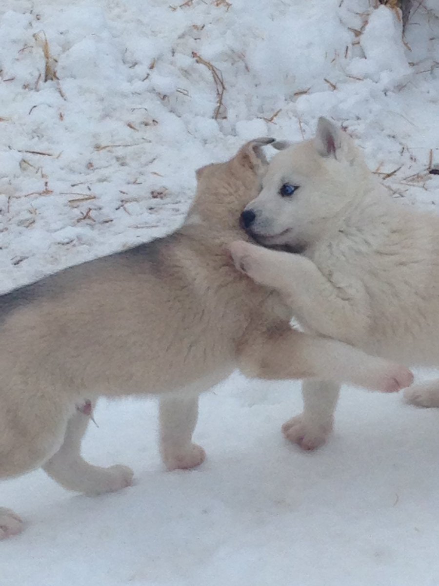emmasssson's tweet photo. These guys😍 #huskies #puppies #iledorleans #winterinquebec https://t.co/x4nI0QD0tJ