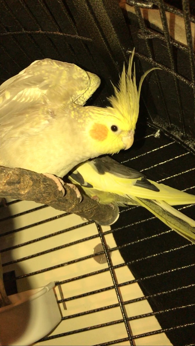 Merlin and friends tweet media