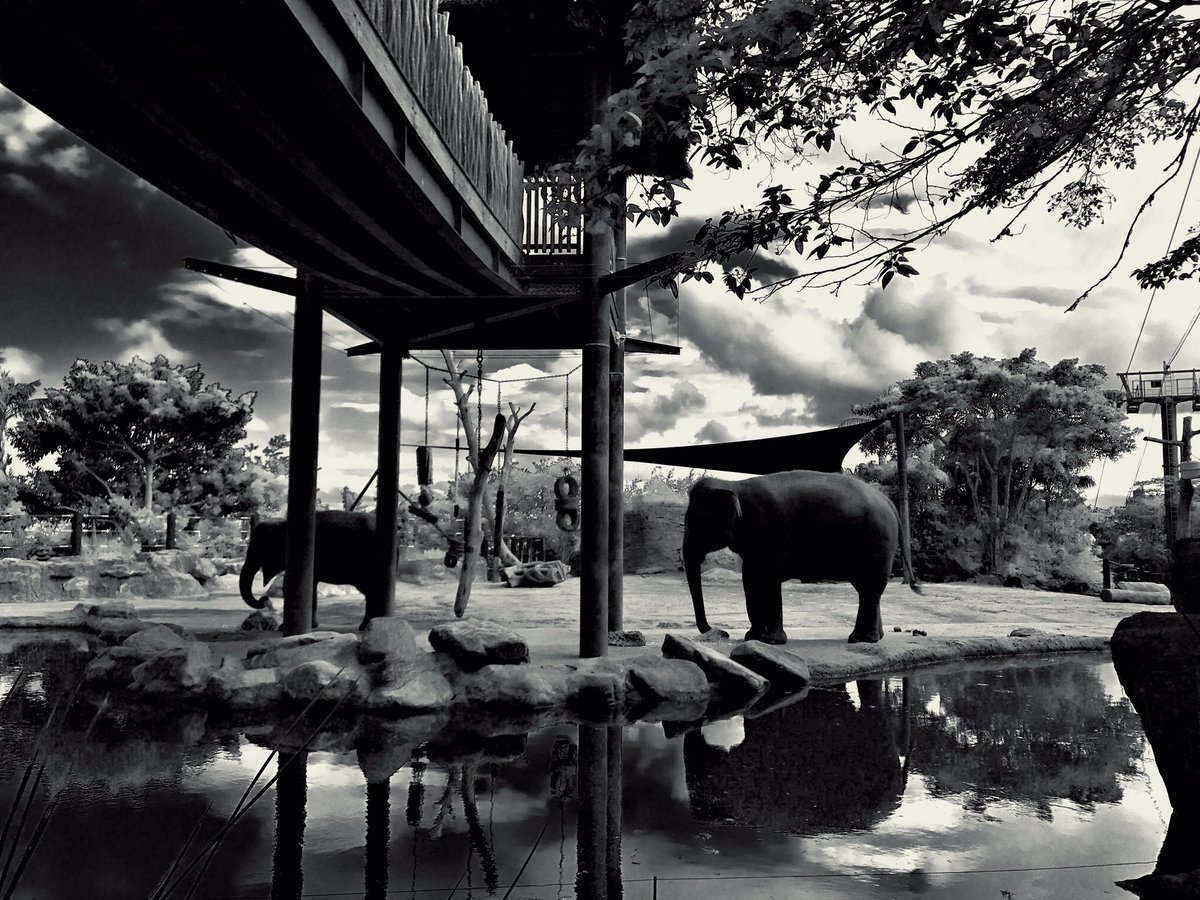 Hipstamatic's tweet photo. 🐘 Sydney Zoo by @amusedmario using the new #Bucktown #HipstaPak. #ScottS lens, #BlacKeysIR film. https://t.co/RrsEwsKkGr