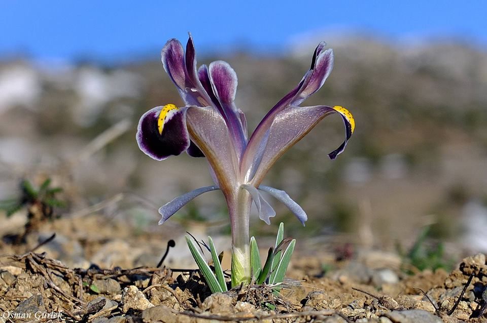 trtavaz's tweet photo. İlkbaharın habercisi #Nevruz çiçeği…

Fotoğraflar: Osman Gürlek https://t.co/dlV6sMsv9g