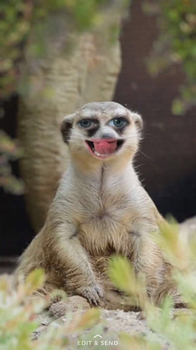 BartoBeths's tweet photo. I'm having @MrDorkabillys baby! As a human not as a meerkat but I'd just throw it out there that Im weird. #lol https://t.co/HeITJNllMp