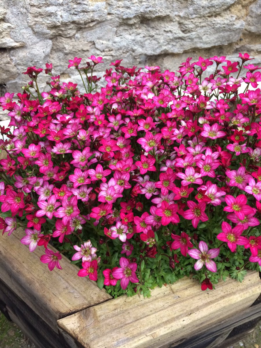 mrsgreensfarm1's tweet photo. The deadline is looming to get your advert space booked in the next edition of PurbeXperience created by @GHPRINT ..don't miss out #Purbeck https://t.co/aetKHFHICm