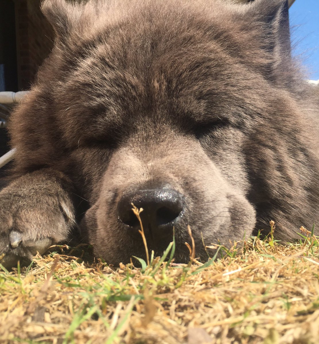 _carrienet_'s tweet image. My co-worker is sunning. 😎 #dogsoftwitter #chow #bluechow #thatshowweroll