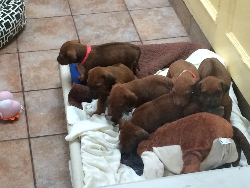 CTVPopyk's tweet photo. Puppies seized from Langley home now under @BC_SPCA care. After 3rd raid, "this cycle has to stop".   @CTVVancouver https://t.co/D2aPLeUH9c