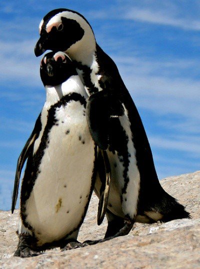 FlipgridEvents's tweet photo. Teach your students about @SANCCOB & help them build a new #penguin hospital with #Build4Penguins! @BevLadd https://t.co/jLCU6UInKK https://t.co/saFyaREyt8