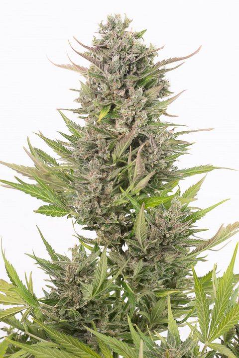 AlchimiaGrow's tweet photo. @Dinafem presenta las versiones #AutoCBD de sus famosas #OGKush #WhiteWidow #Cheese #Critical+ y #Amnesia:
https://t.co/U6XAzIfdpU https://t.co/jkhIDKcvMx