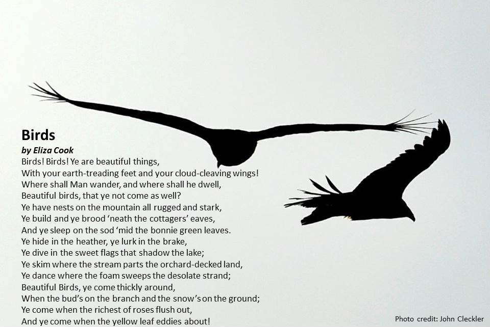 USFWSSac's tweet photo. Here's a little #WorldPoetryDay inspiration for #birders & all who appreciate #birds from poet #ElizaCook. #poetry #conservation https://t.co/MHS18ENXxP