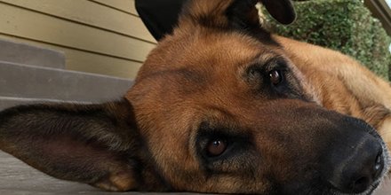 ZoeForPets's tweet photo. Here's some important info on eye infections and pets, and what you can do to prevent them. https://t.co/FCb0uCd6xb https://t.co/uP0Xn3nMEb