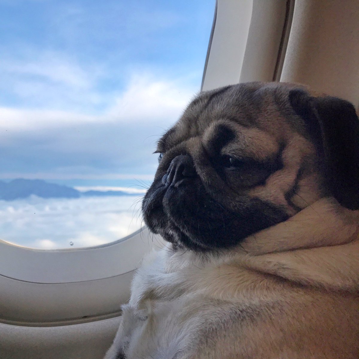 pugs on airplanes