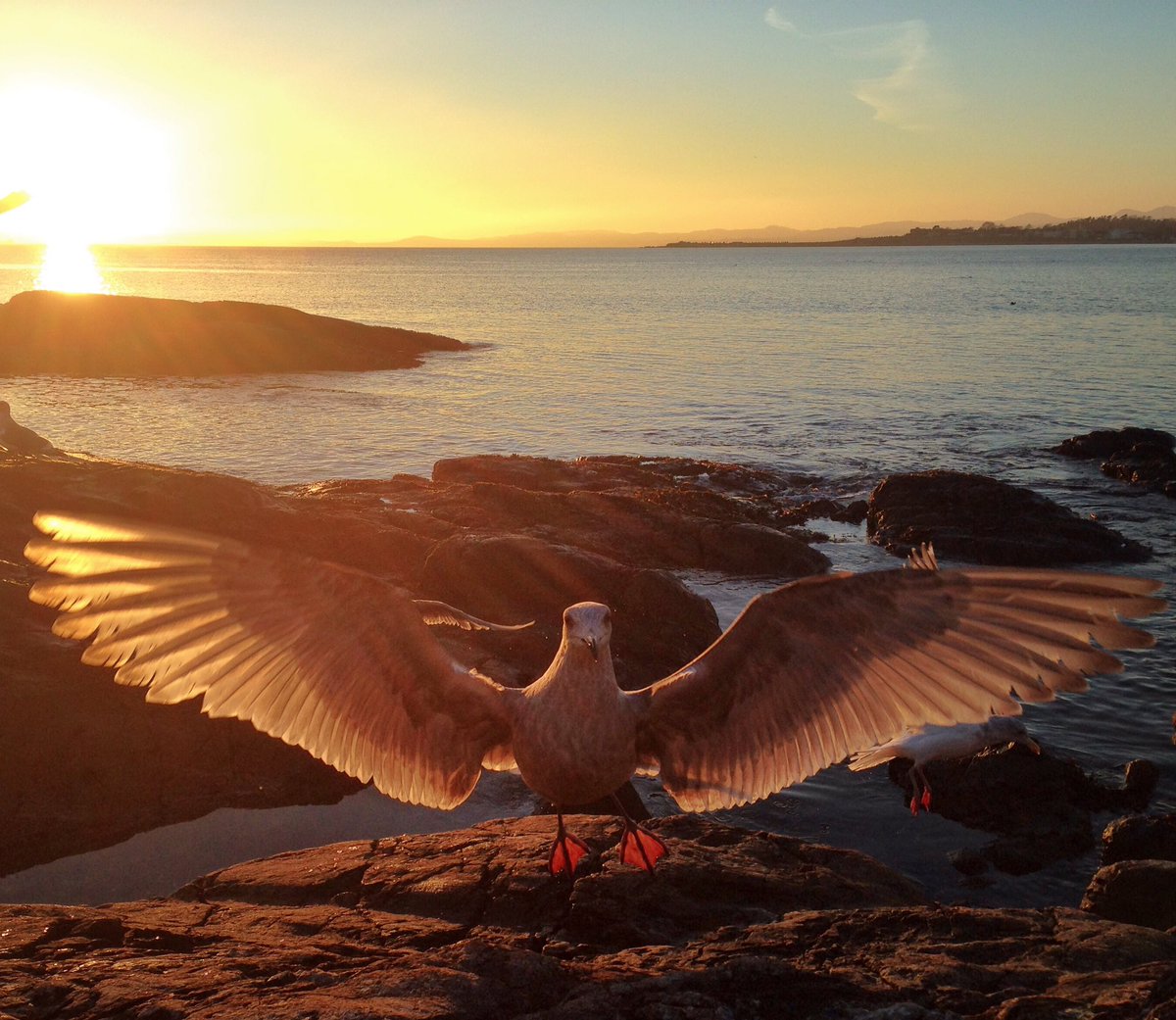 Who needs a hug? <a href="/BCFerries/">BC Ferries</a> #BCFWildlife