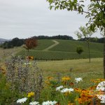 Photo by Left Coast Estate (@LeftCoastWine)