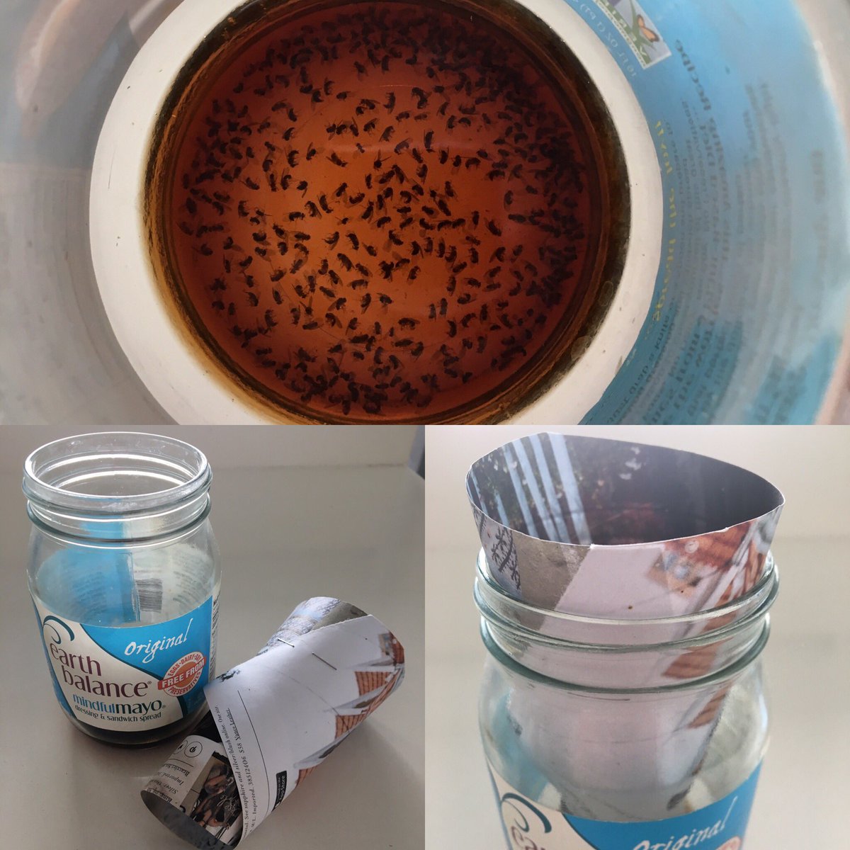 wong_studio's tweet photo. Fancy pomegranate vinegar DIY #fruitflytrap works! Vinegar+dish liquid +water+1/2tsugar #gross #flycarnage #nontoxicliving #naturalremedy https://t.co/gBGvHOVFK9